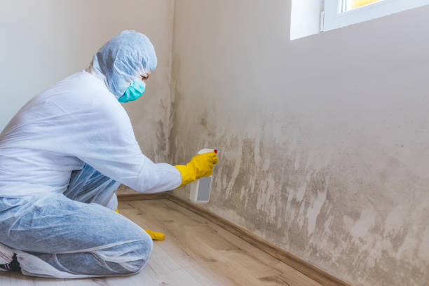 Professional mold removal team in Schiller Park